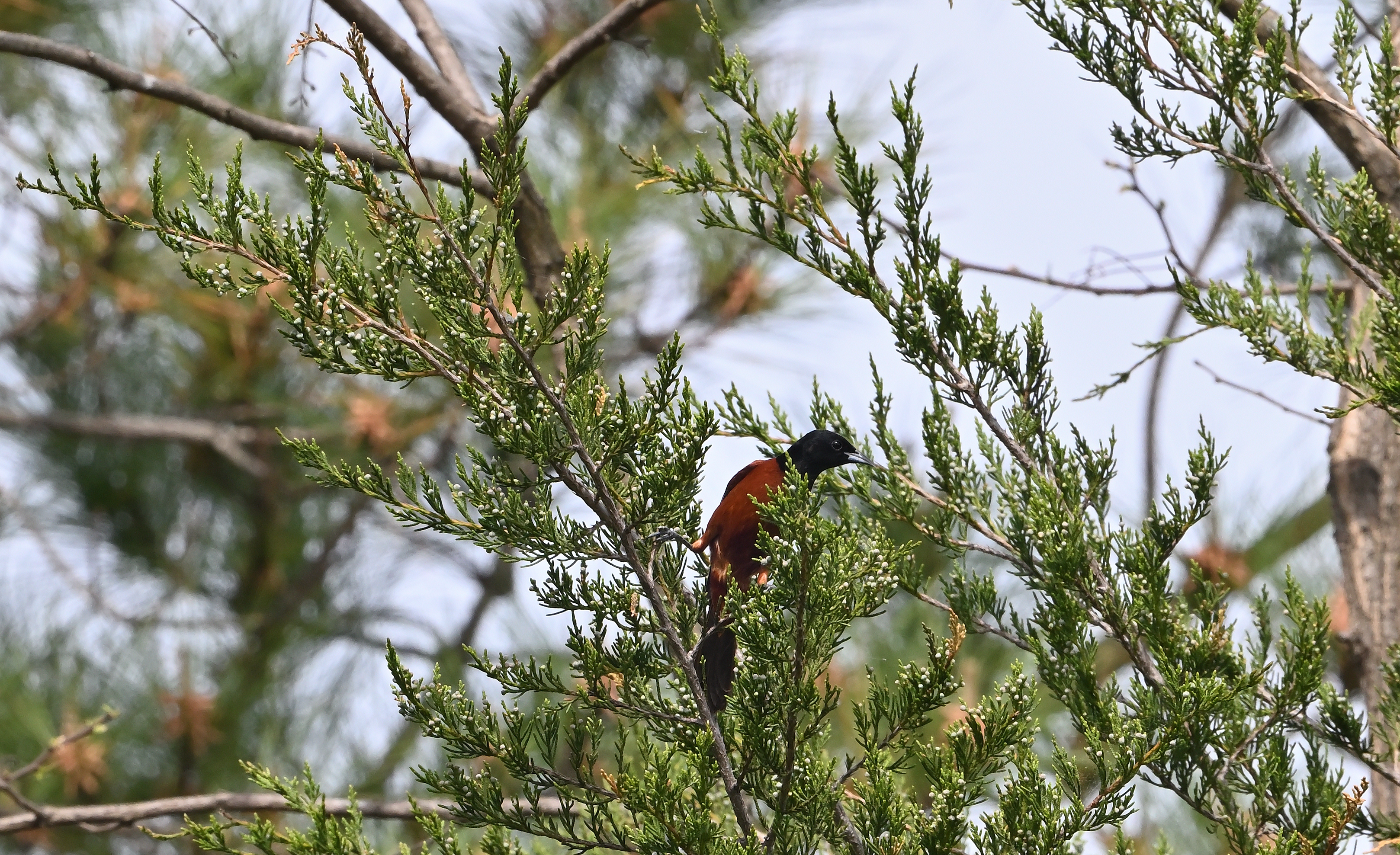 Orchard Oriole