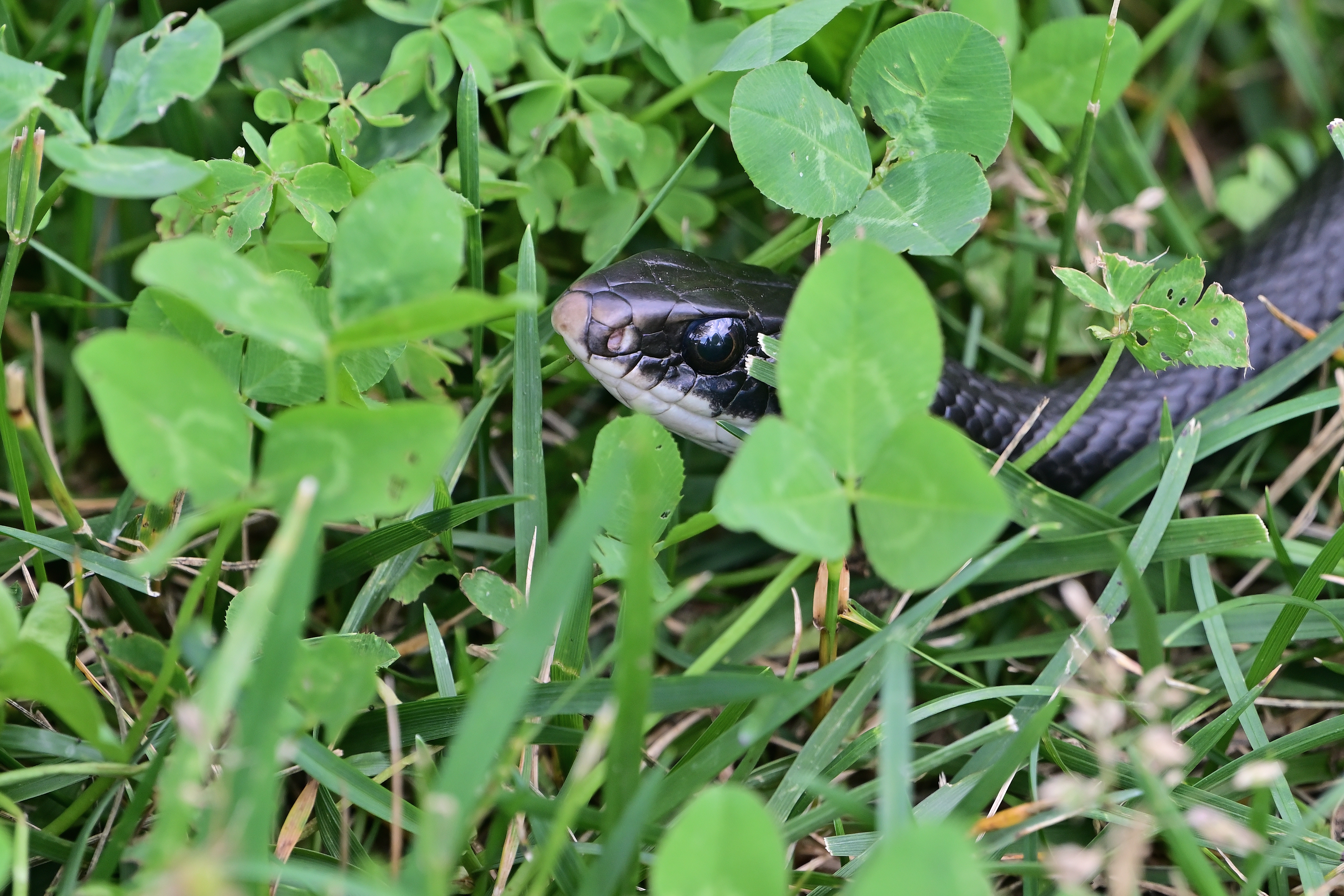 Black Rat Snake