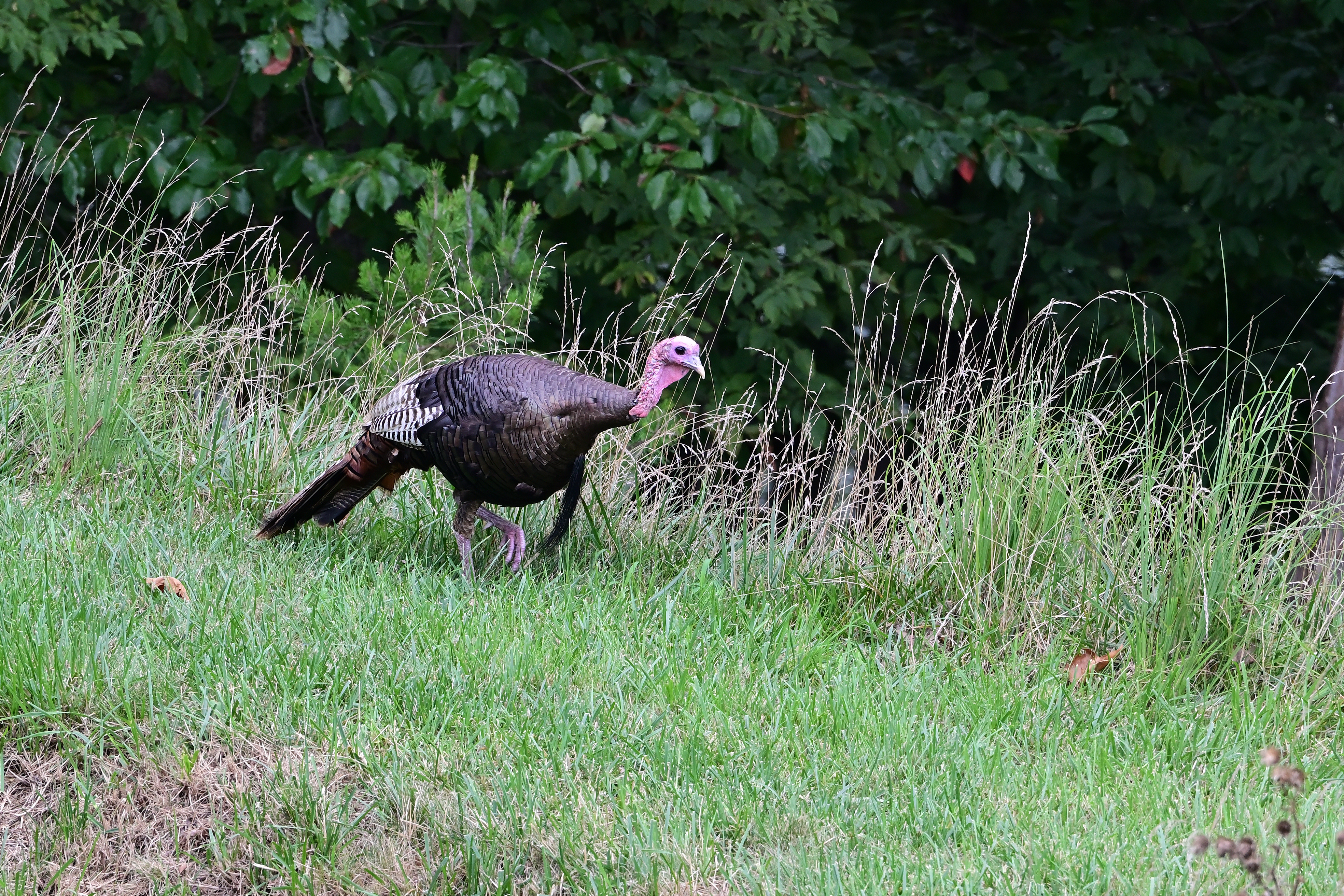 Wild Turkey