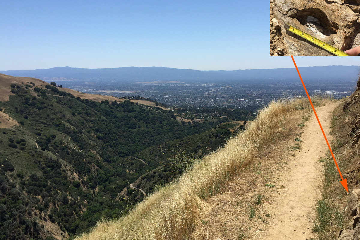 Mollusc fossil from an ancient sea now 1800 feet above Silicon Valley