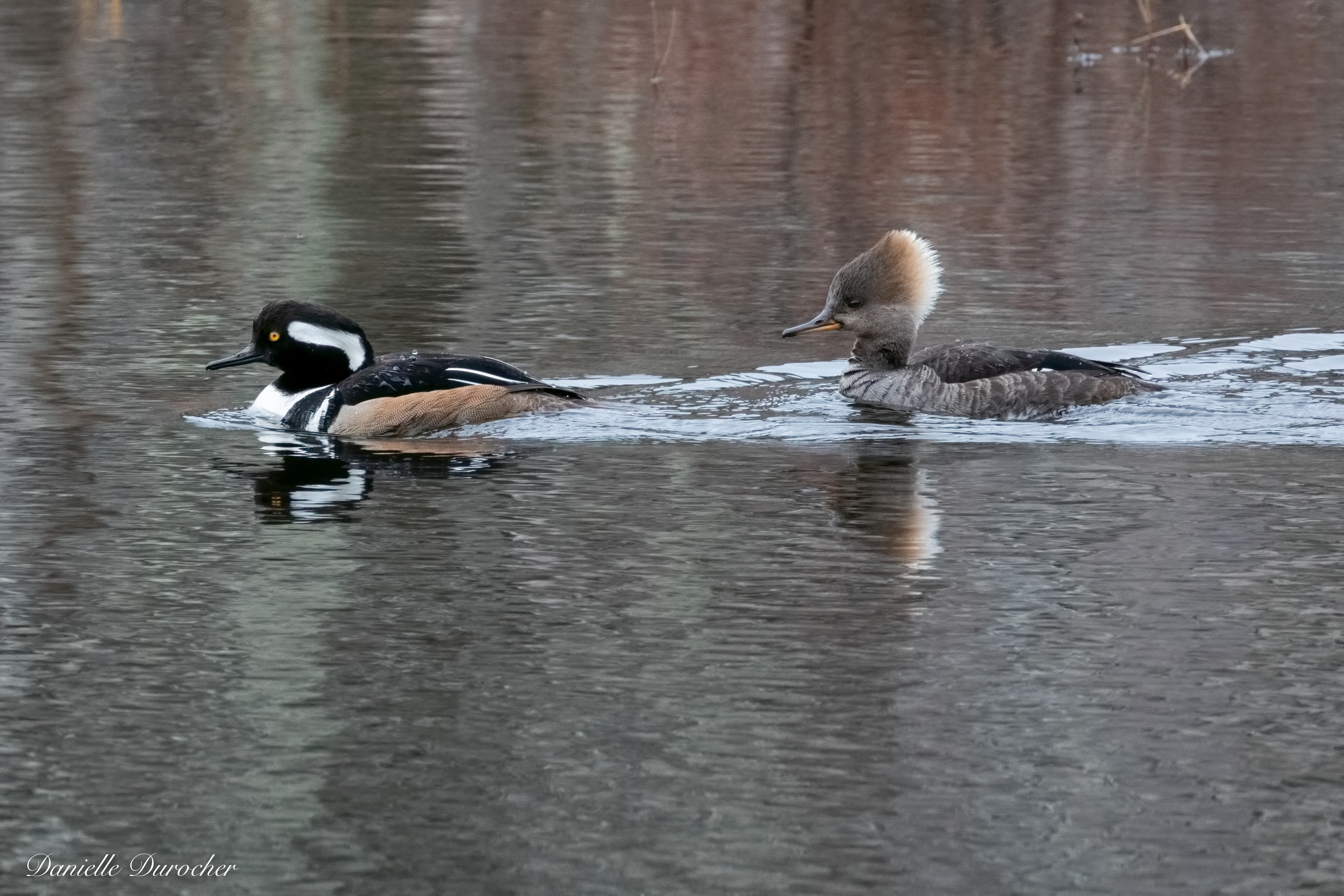 Hooded Mergansers