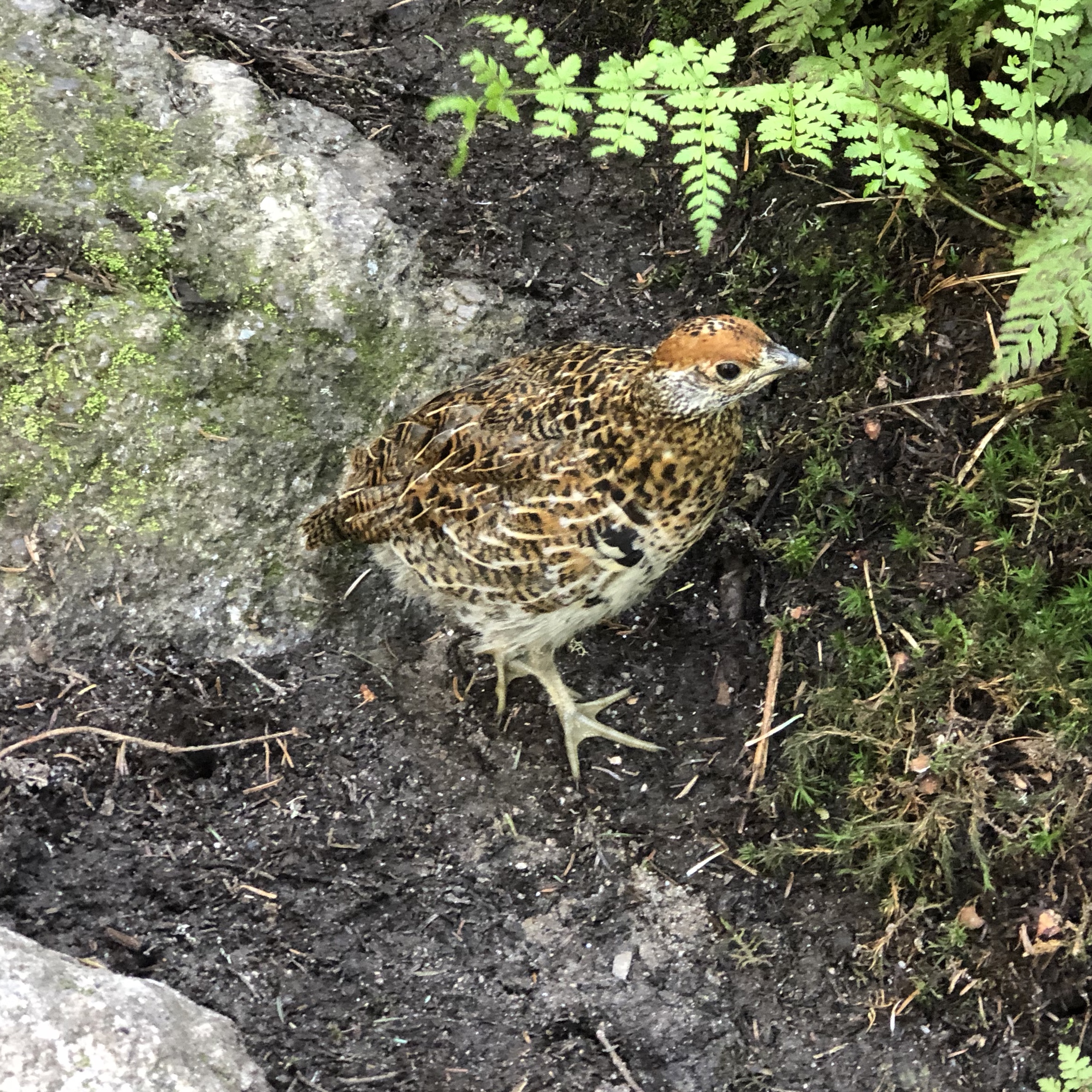 Spruce Grouse