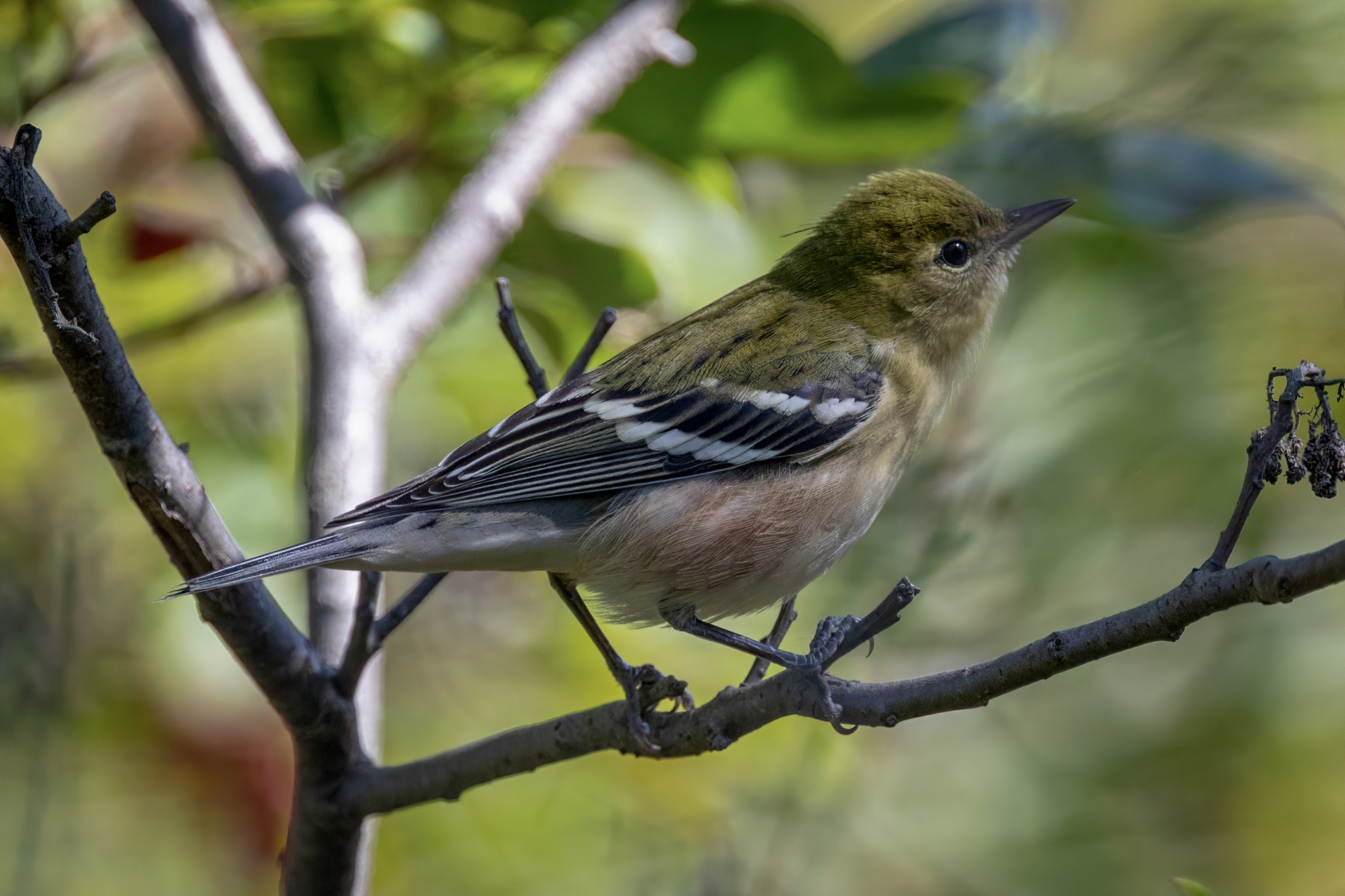 Bay-breasted Warbler