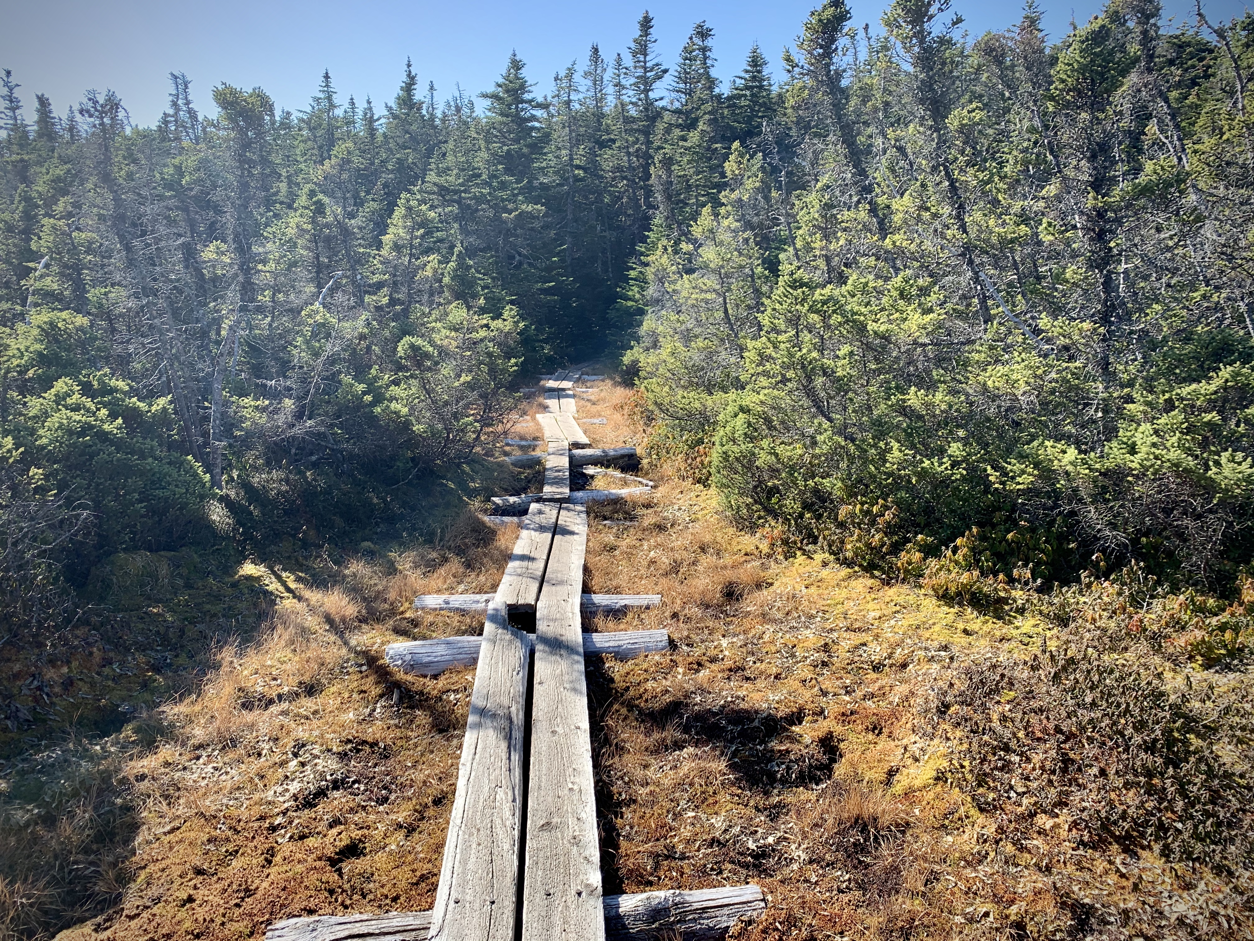 bog bridges on Middle Carter