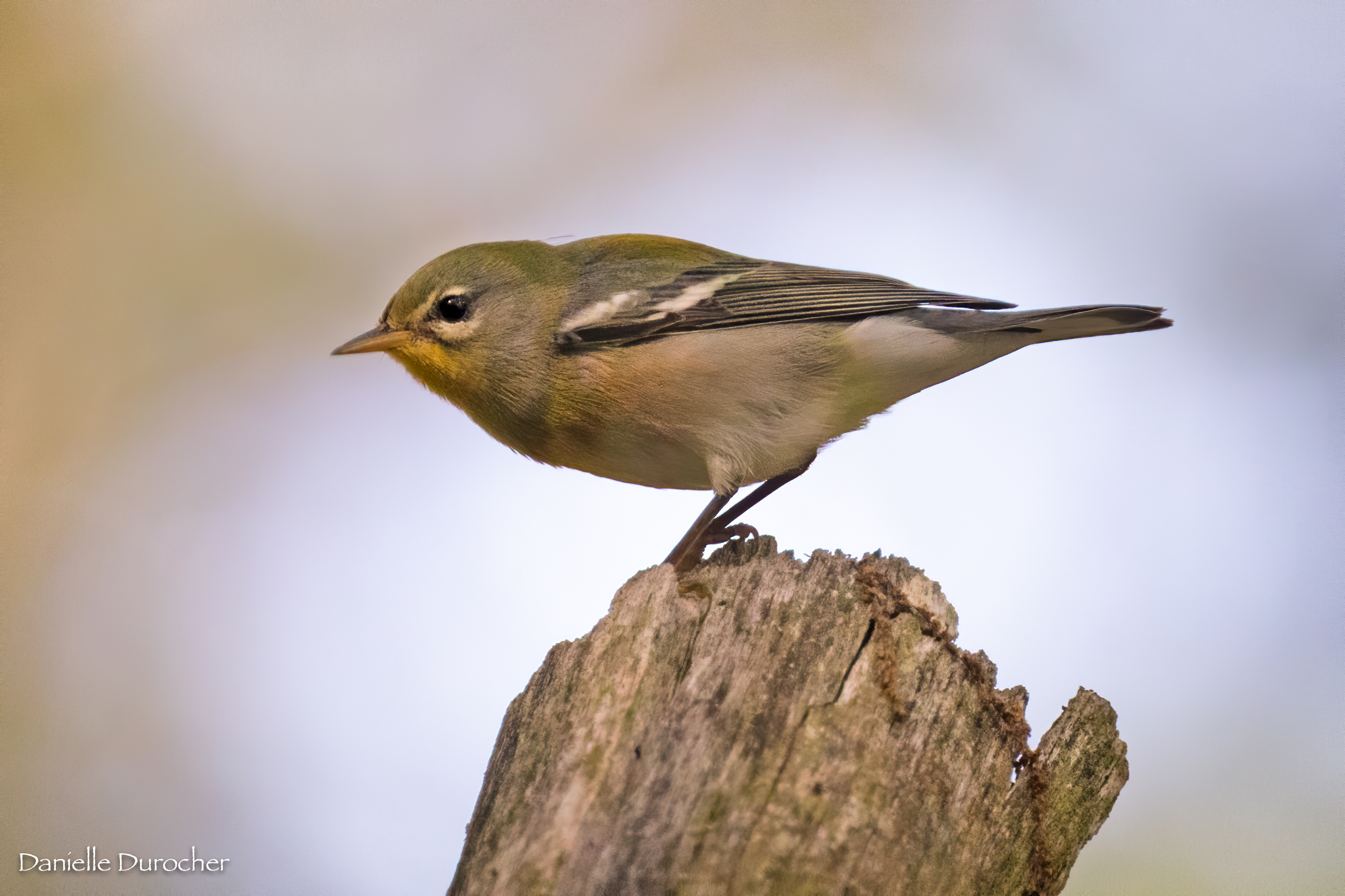 Northern Parula