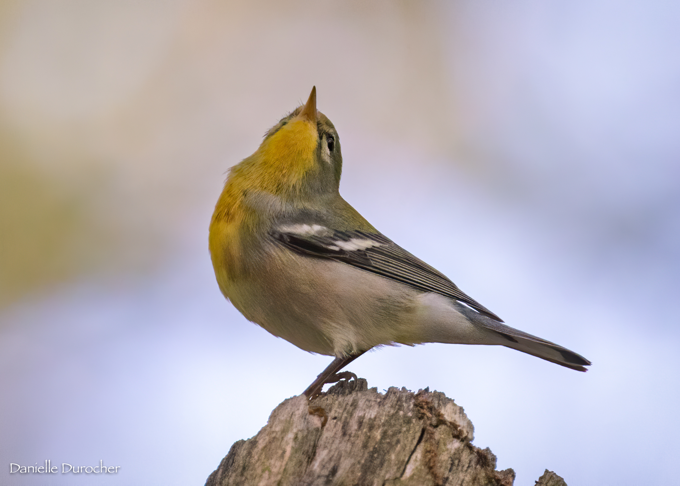 Northern Parula