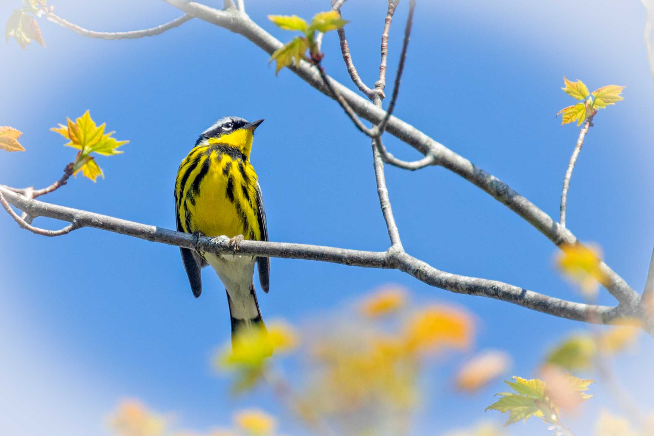 Magnolia Warbler