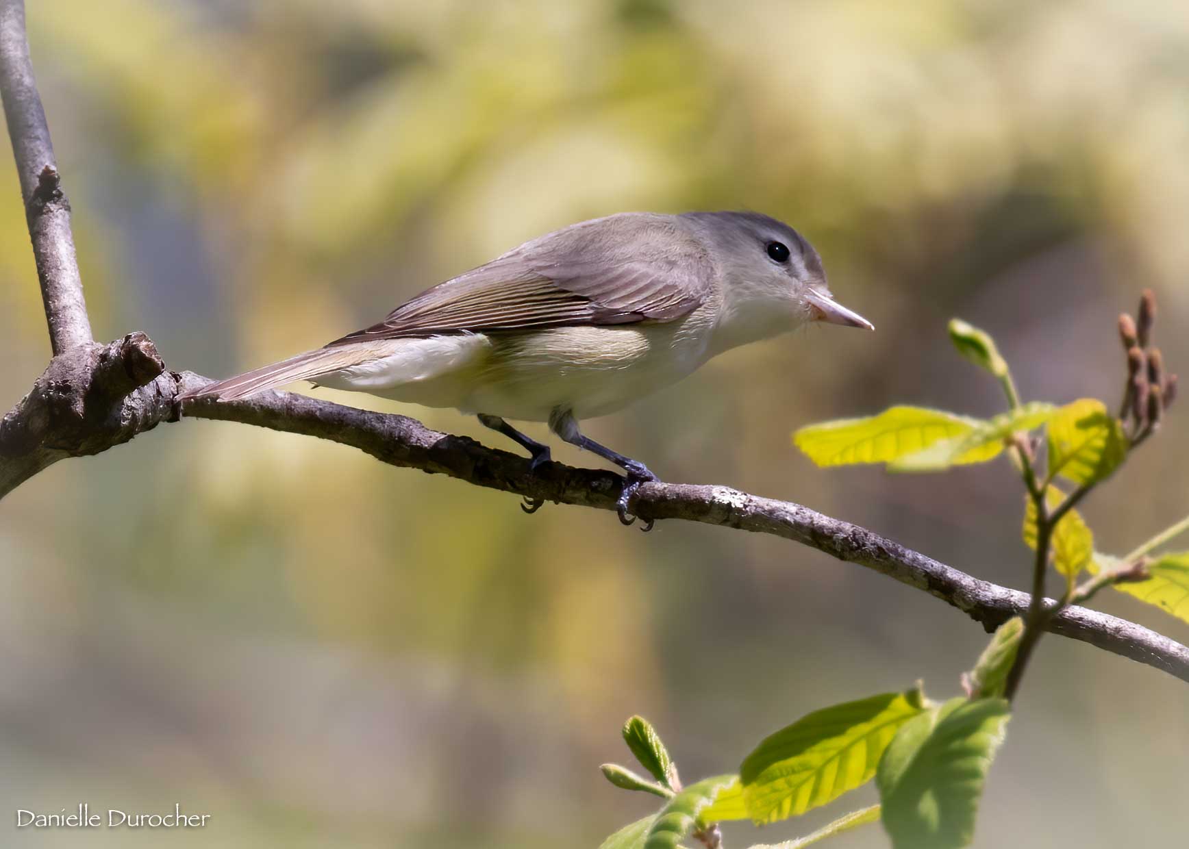 Warbling Vireo