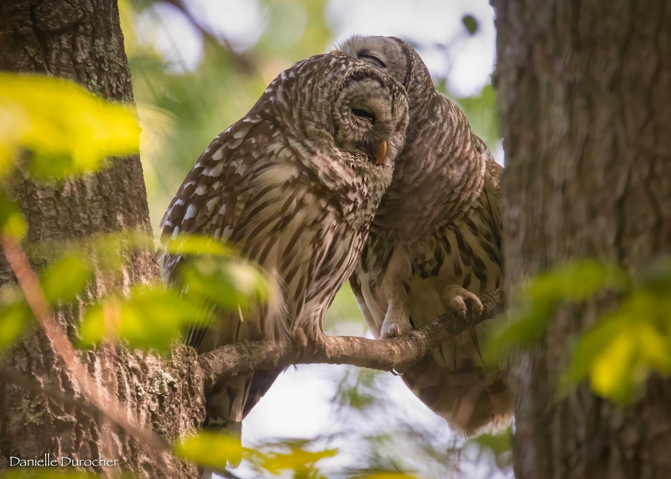 Barred Owls