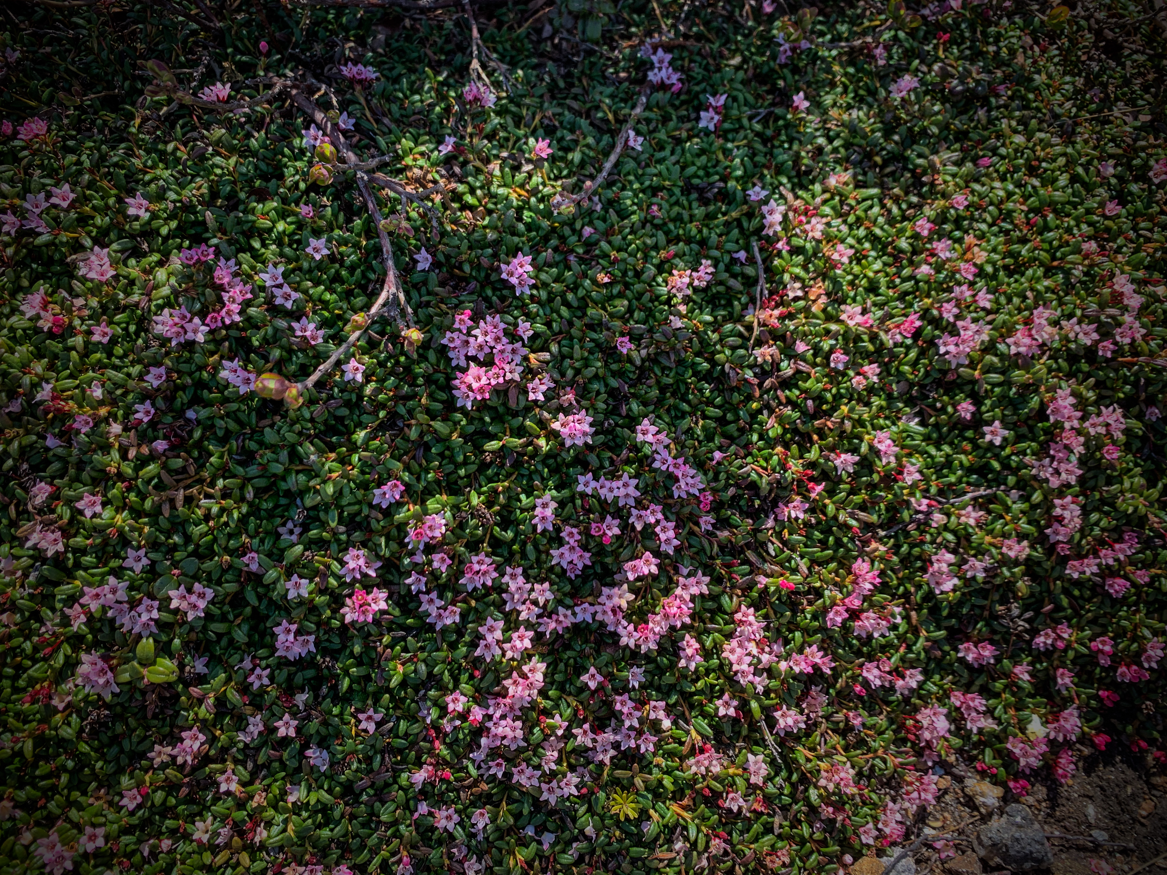 Alpine Azalea