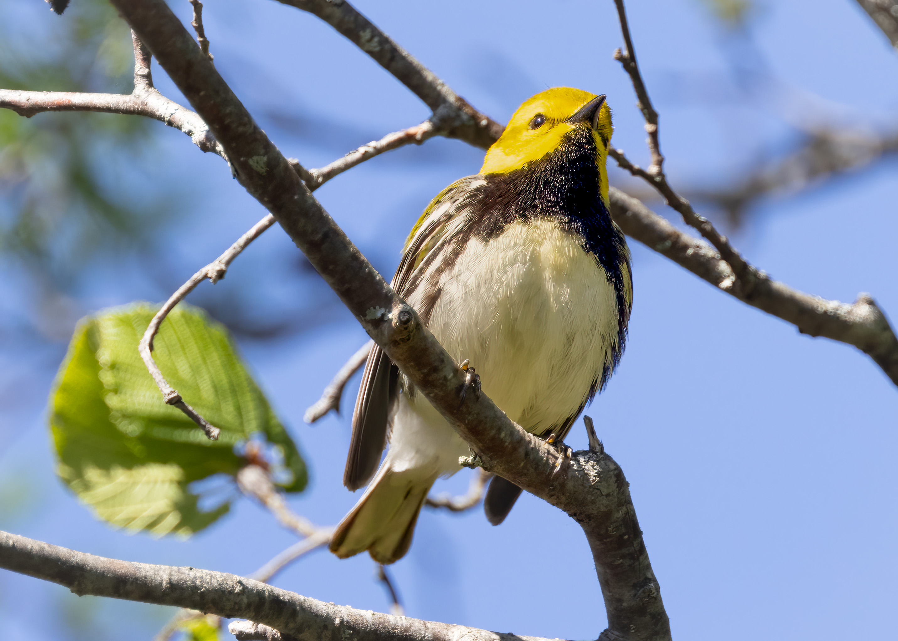 Black-throated-green warbler