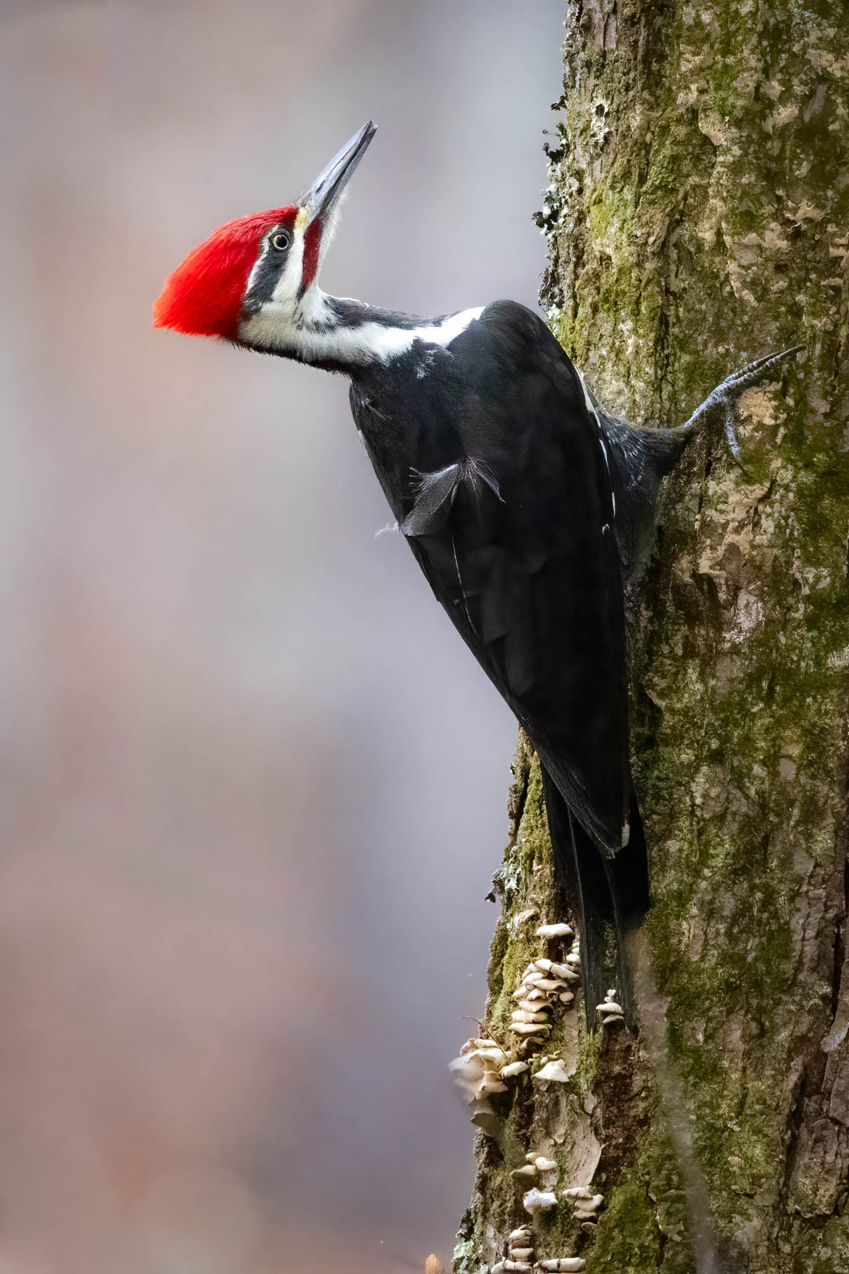 Pileated woodpecker