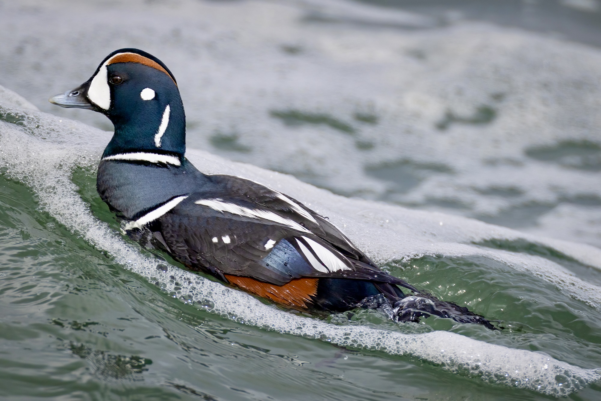 Harlequin duck