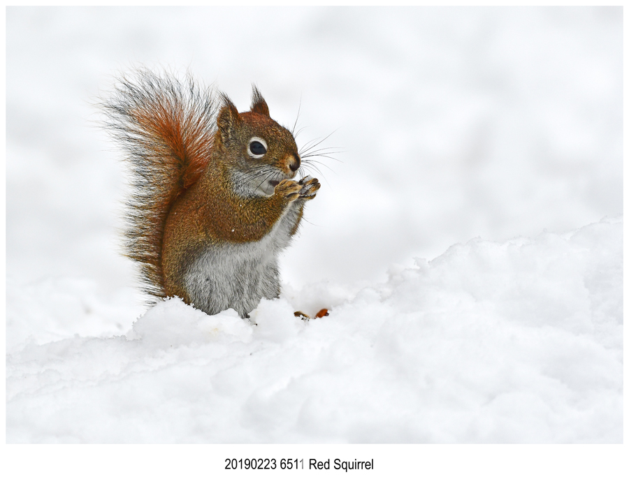 6511 Red Squirrel.jpg