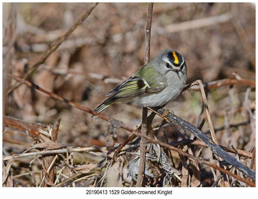 1529 Golden-crowned Kinglet.jpg