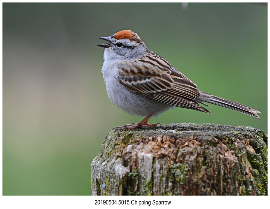5015 Chipping Sparrow.jpg