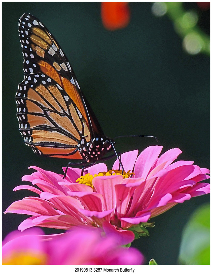 20190813 3287 Monarch Butterfly.jpg