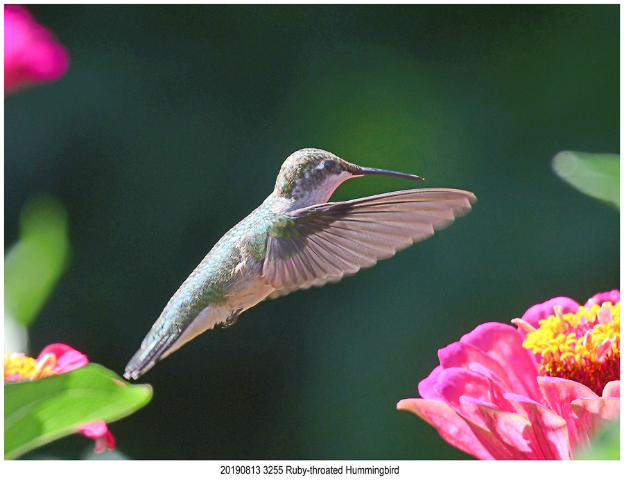 20190813 3255 Ruby-throated Hummingbird.jpg