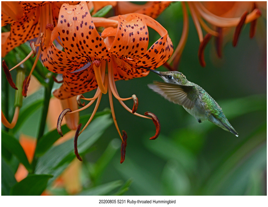 20200805 5231 Ruby-throated Hummingbird.jpg