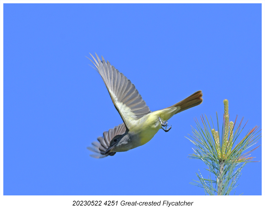 20230522 4251 Great-crested Flycatcher 2.jpg