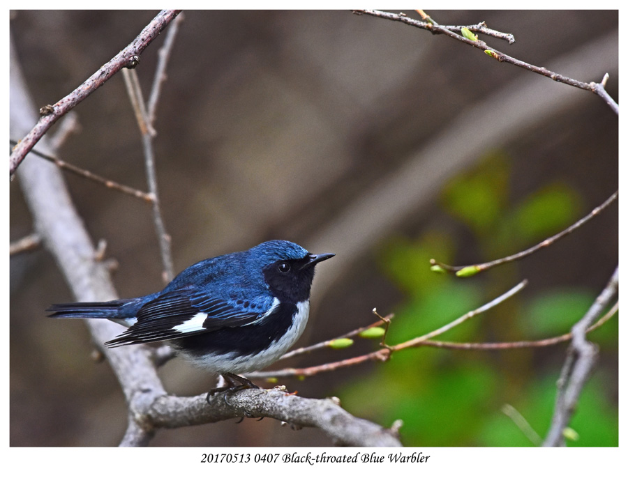 20170513 0407 Black-throated Blue Warbler.jpg