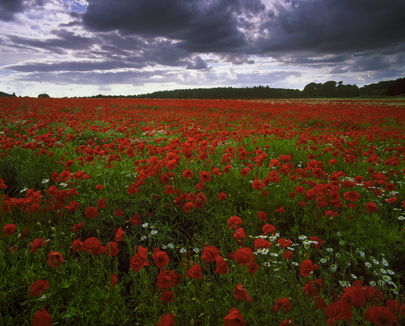 Poppy Pandemic