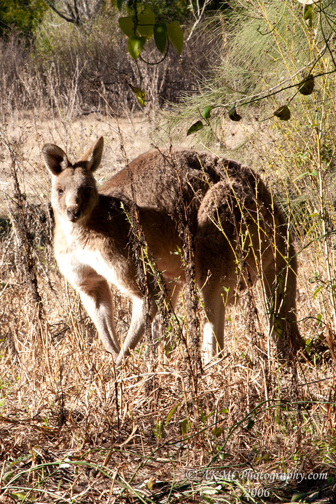 060708_094642_0932 Curious Kangaroo (Sat 08 Jul 06)