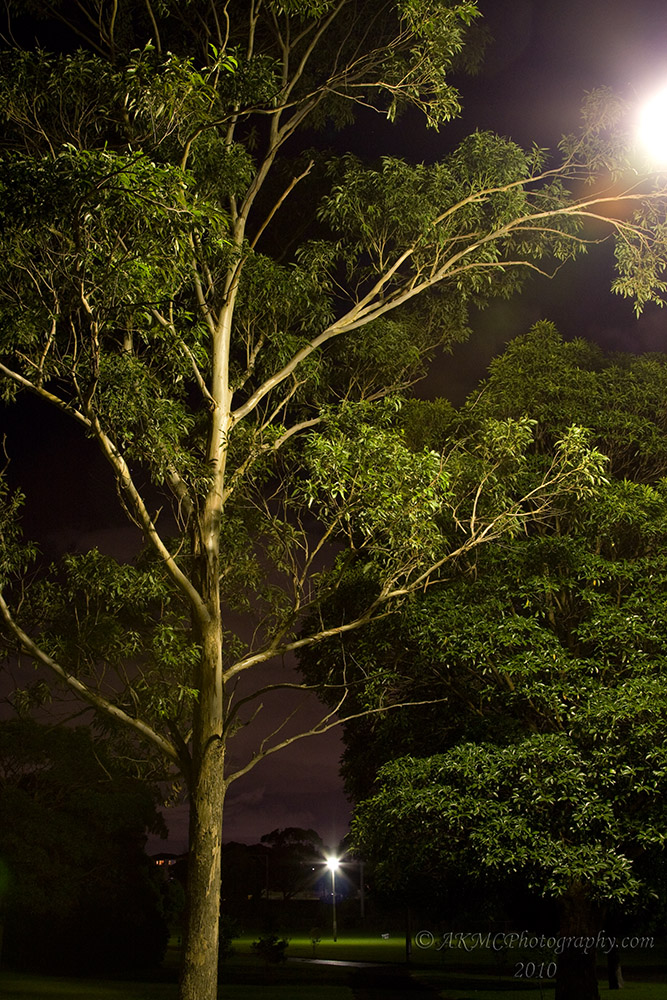 100313_055540_6305 Park, Before Dawn (Sat 13 Mar 10)