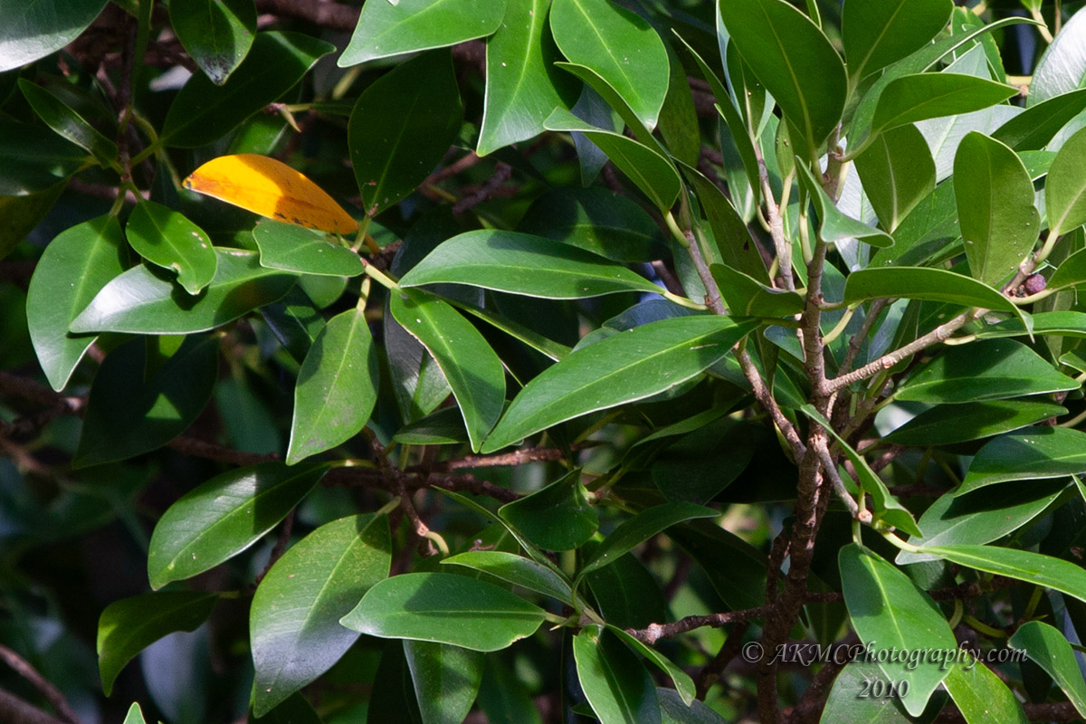 100411_072228_7269 The Yellow Leaf (Sun 11 Apr 10)