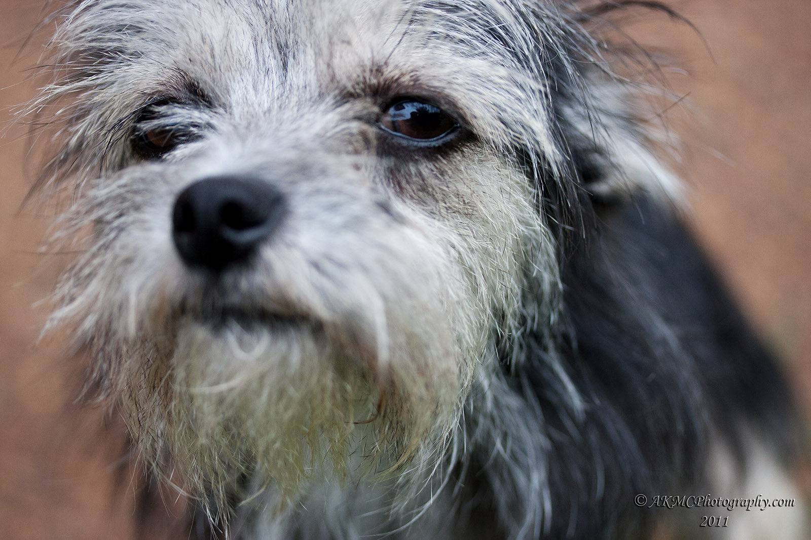 110212_143633_15317 Lil Scruff (Sat 12 Feb 11)