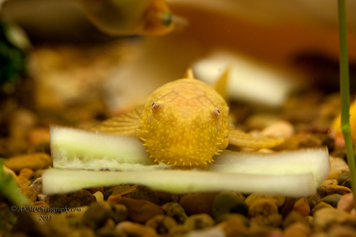 130119_194130_27697 Fishing For Macros (Sat 19 Jan 13)