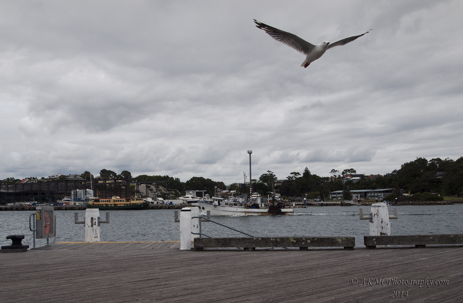 140109_125319_2060 Taking Flight From The Trawler (Thu 09 Jan 14)