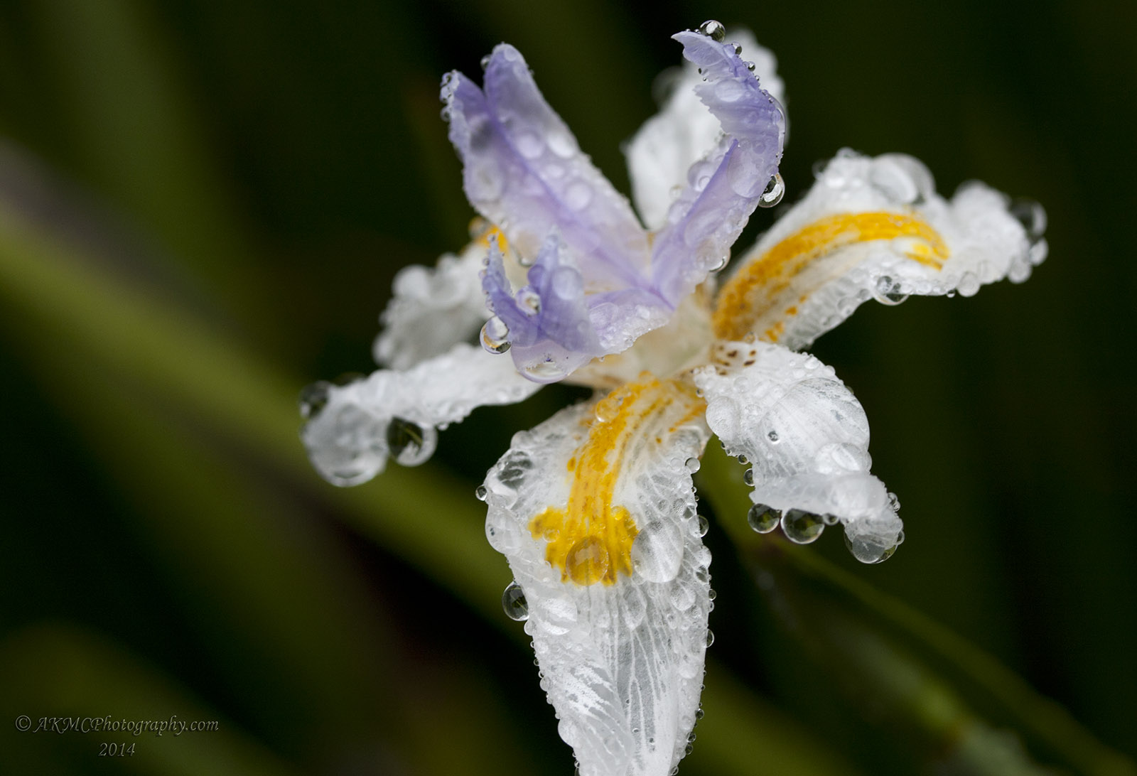 140120_171858_31861 The Summer Rains (Mon 20 Jan 14)