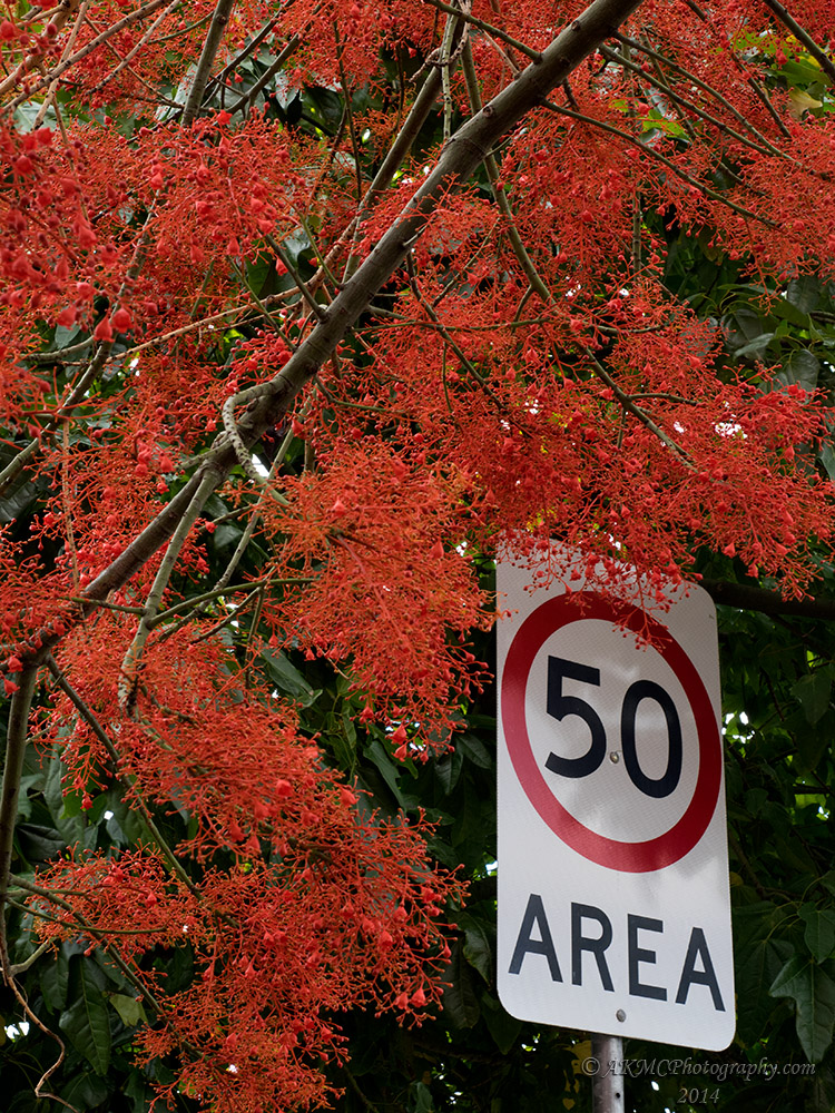141116_162050_0035 Oh The Flame Trees Will Blind The Weary Driver... (Sun 16 Nov 14)