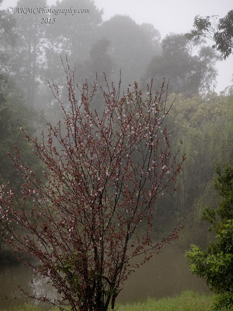 150829_080930_0192 Mist OtMornin To You (Sat 29 Aug 15)