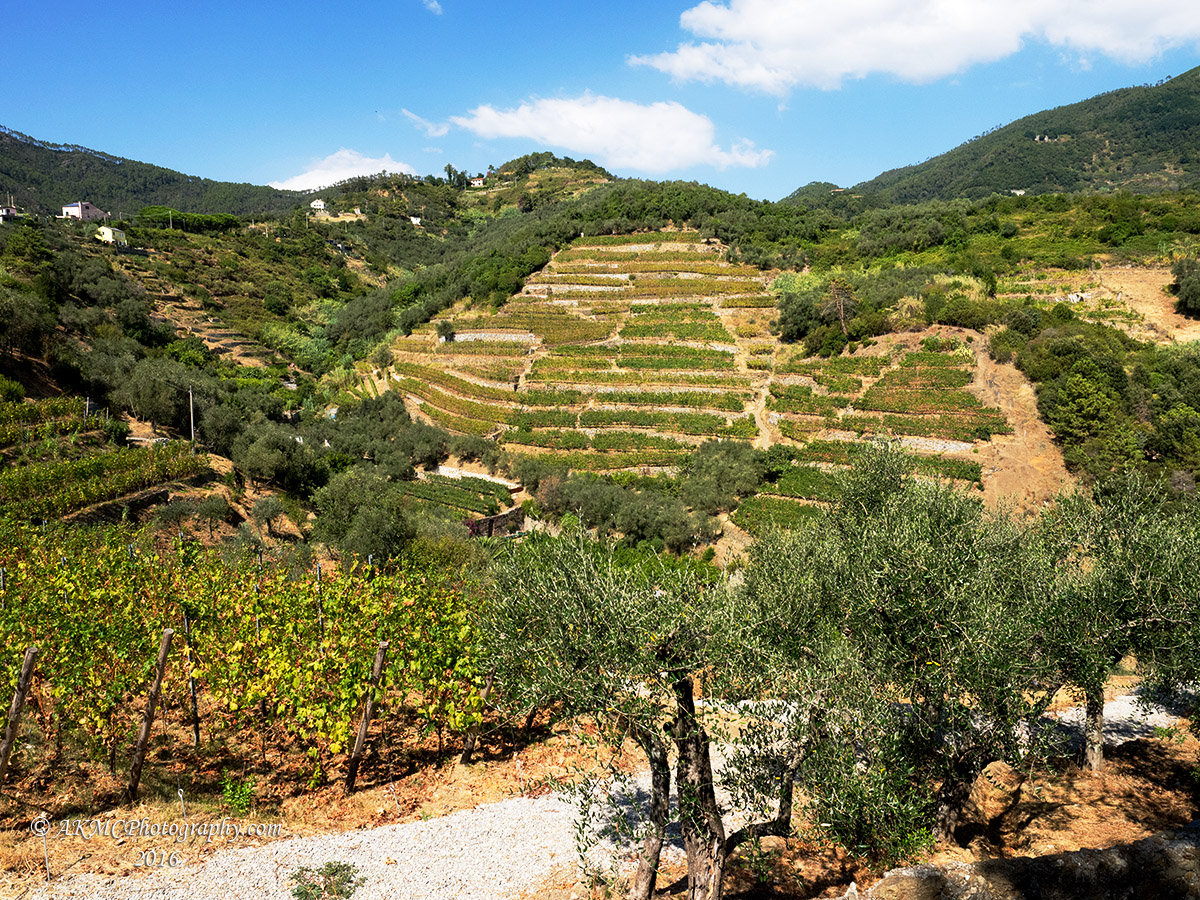 160907_135550_1494 Cinque Terre In Three Easy Pieces. 2 - The Farmland (Wed 07 Sep 16 (2))