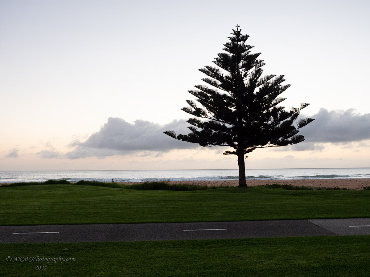 210226_063406_0020 Lone Tree, Morning (Fri 26 Feb 21)