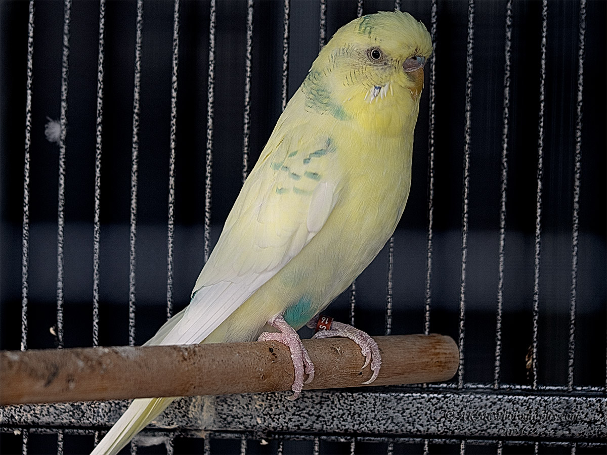 210424_143843_0030 Bella The Budgie (Sat 24 Apr 21)
