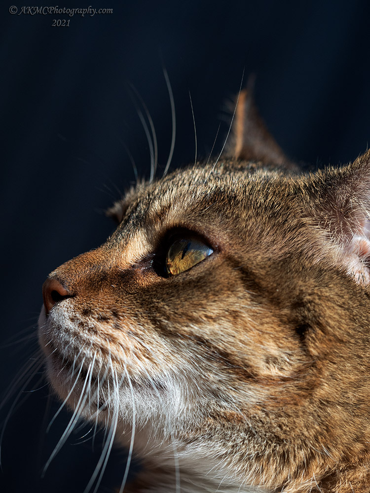 210425_093935_0019 Macro Cat (Felinus Uncooperativus) (Sun 25 Apr 21)