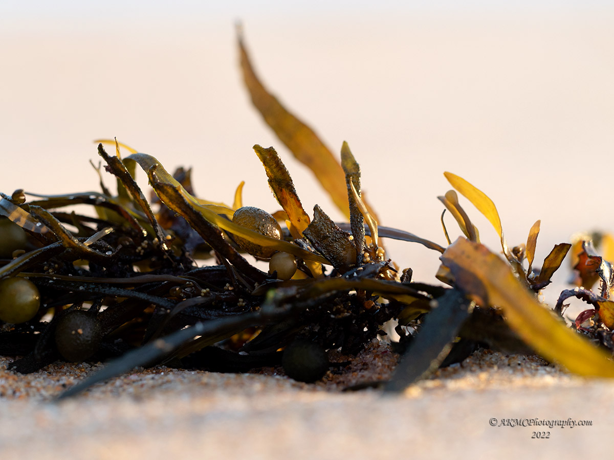 221210_055953_0097 Macro By The Seaside (Sat 10 Dec 22)