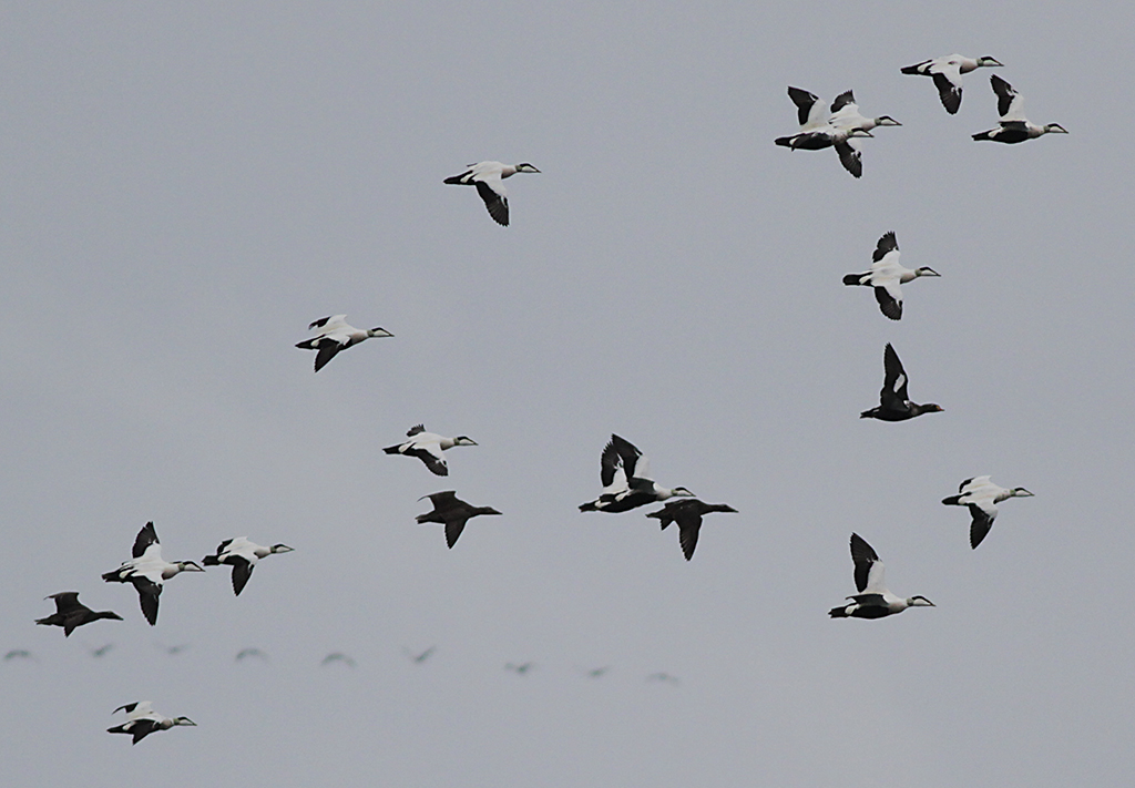 Praktejder - King eider (Somateria spectabilis)