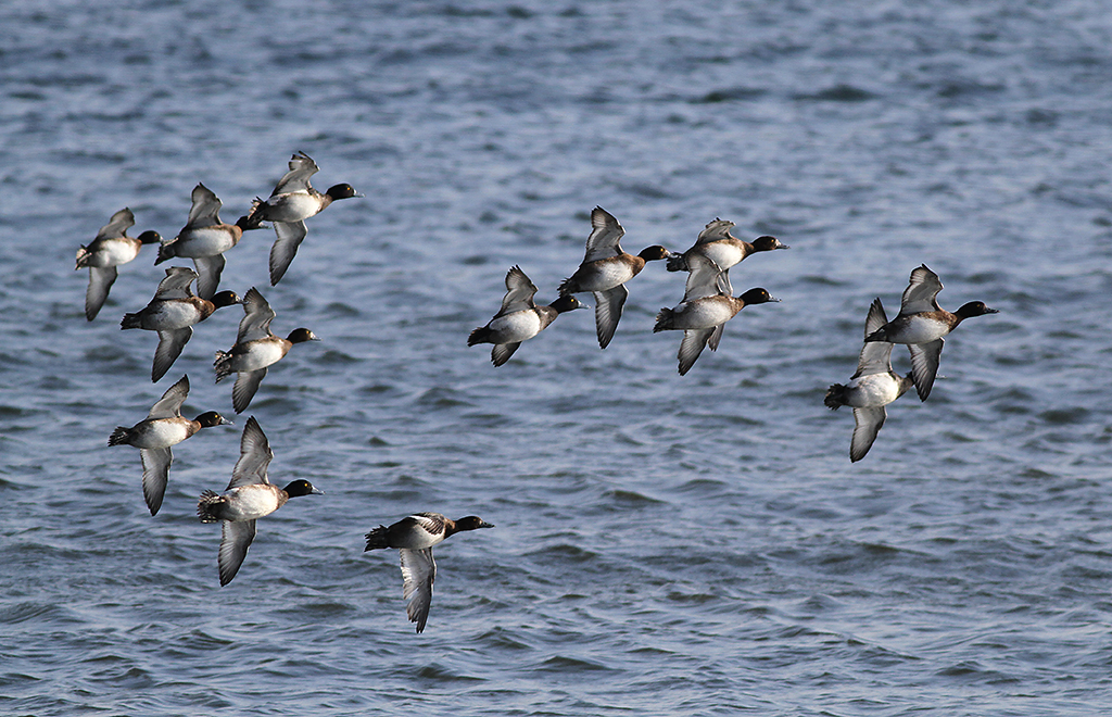 Bergand - Greater scaup  (Aythya marila)
