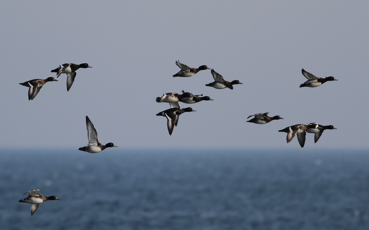 Vigg - Tufted Duck  (Aythya fuligula)