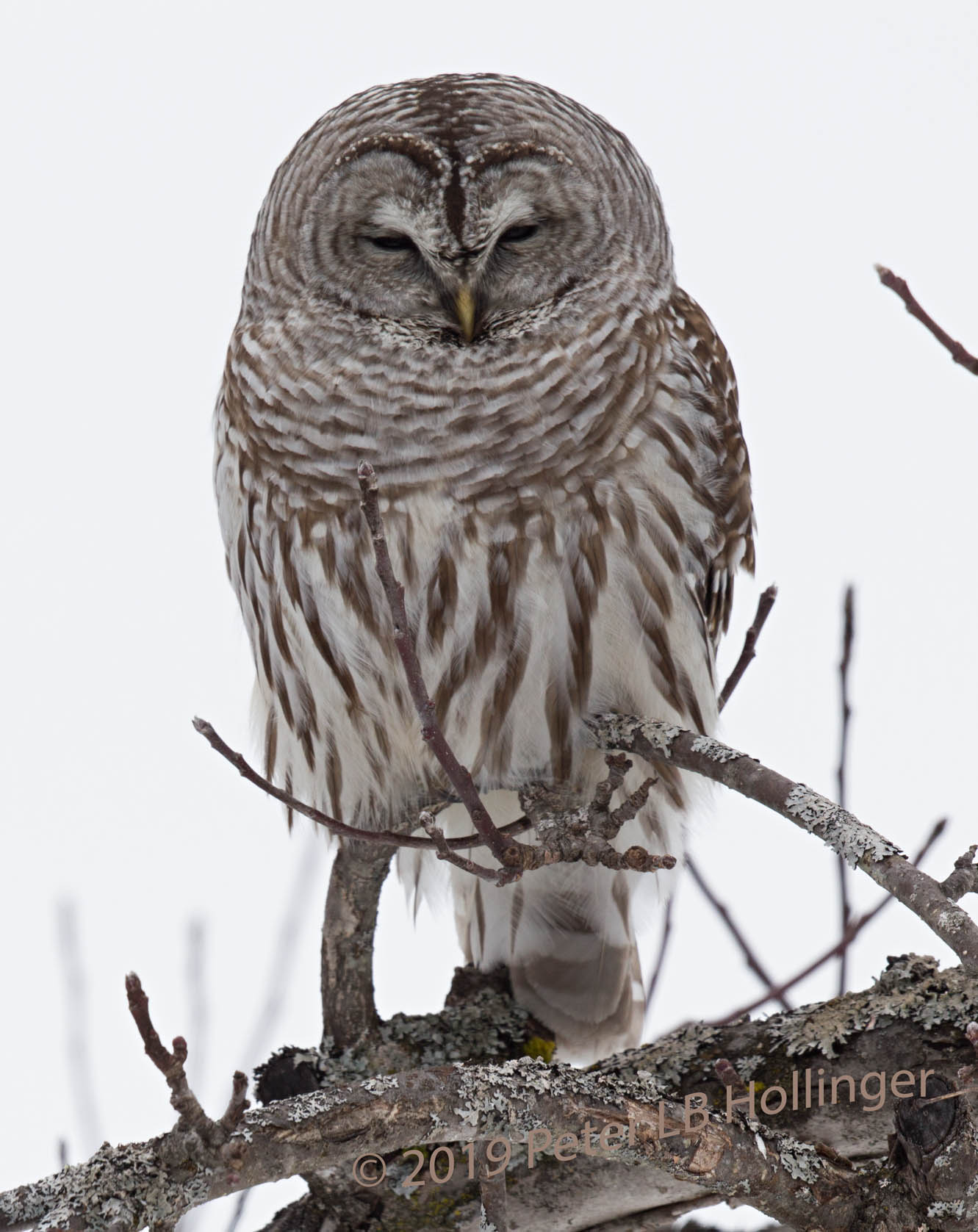 Barred Owl (<i>Strix varia</i>)