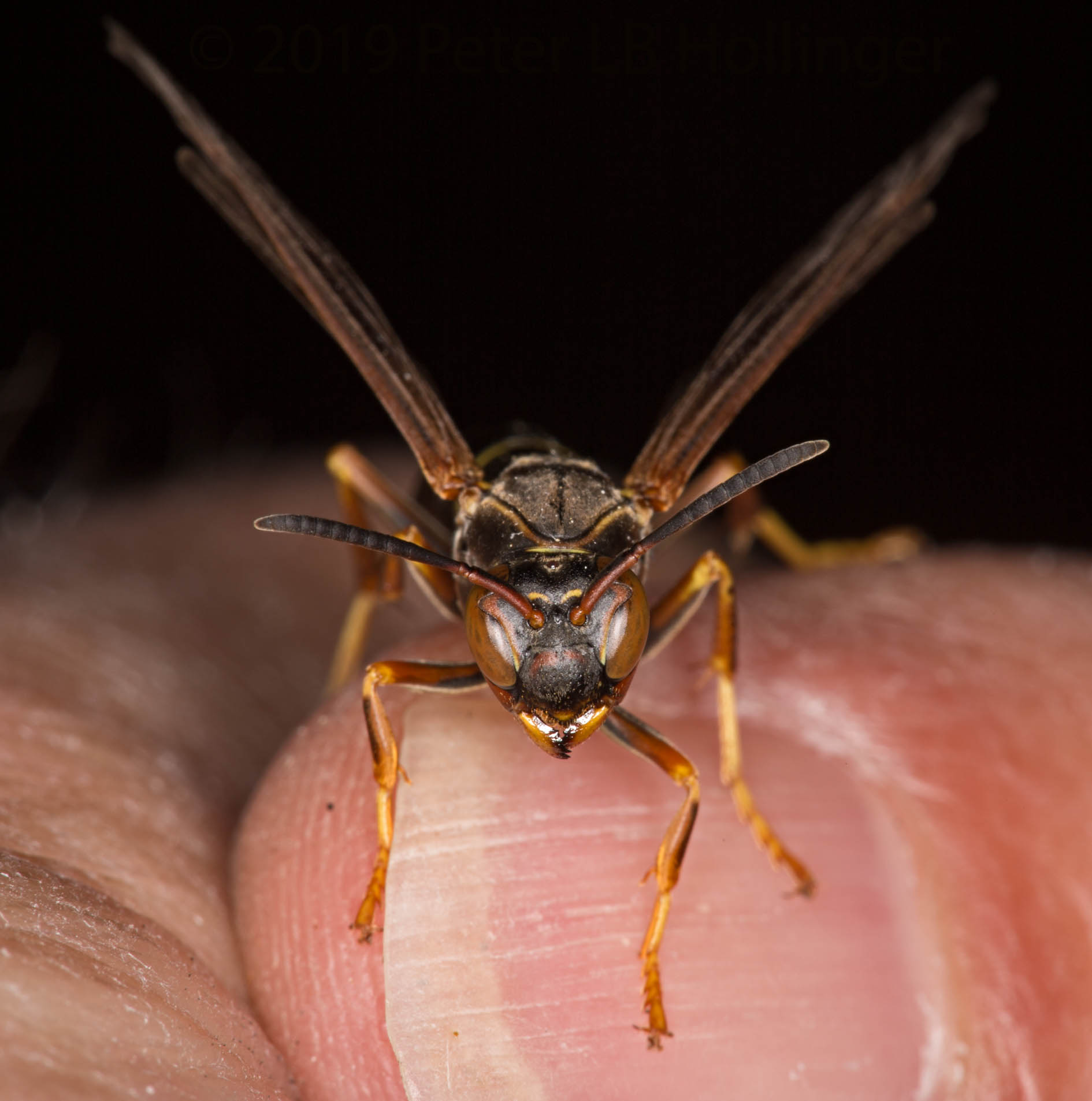 Northern paper wasp (<i>Polistes fuscatus</i>)