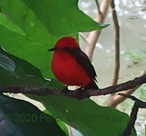 Vermilion Flycatcher (Pyrocephalus obscurus)