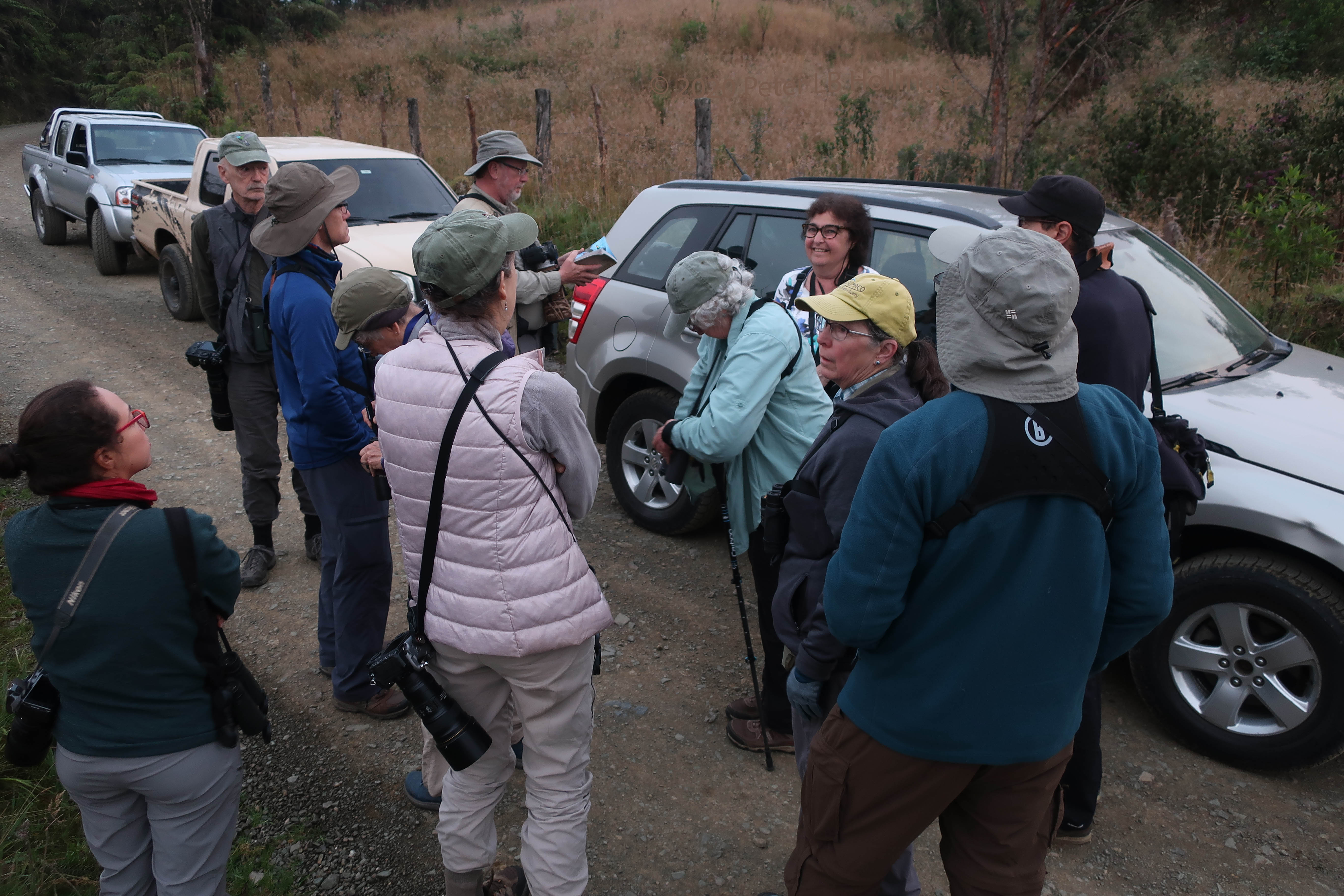 Waiting for the yellow-eared parrot (<i>Ognorhynchus icterotis</i>)