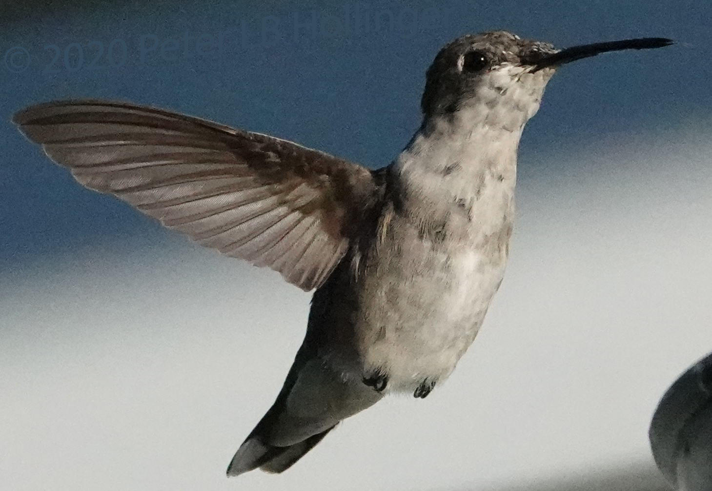 Hummingbird @ 1/32000 sec showing barbules