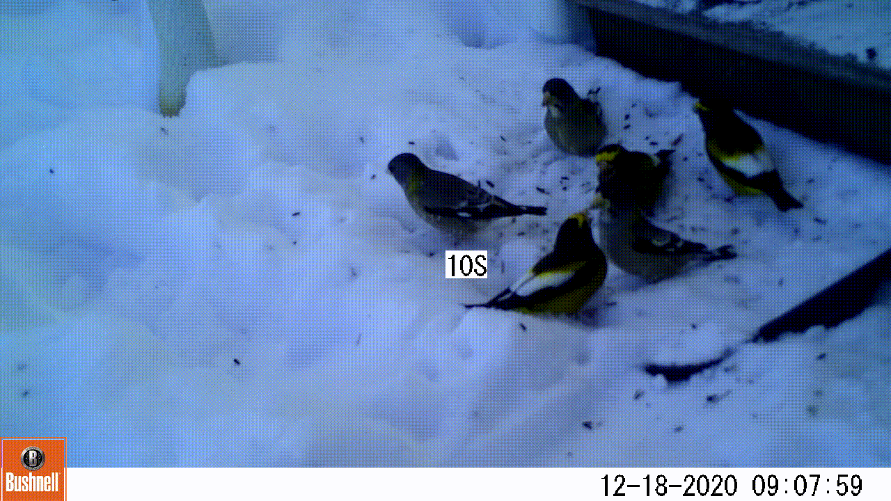 Evening Grosbeaks
