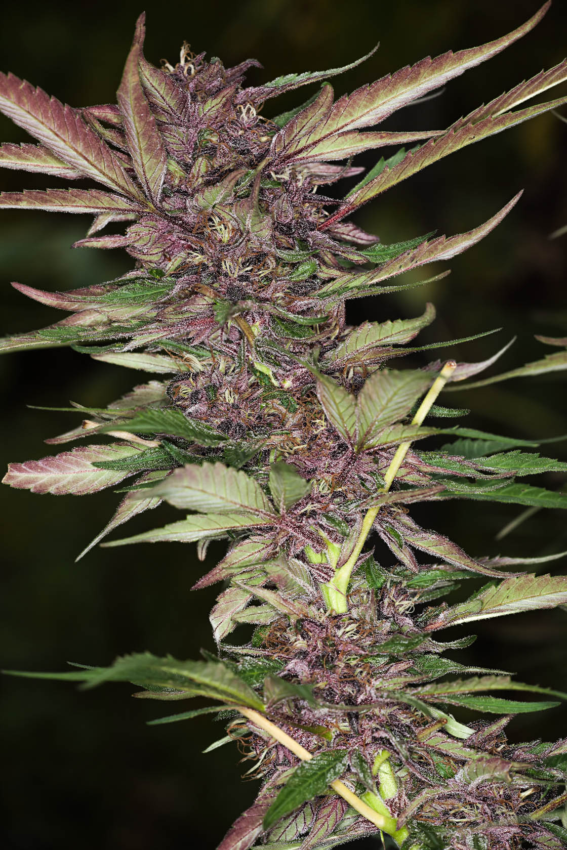 Buds